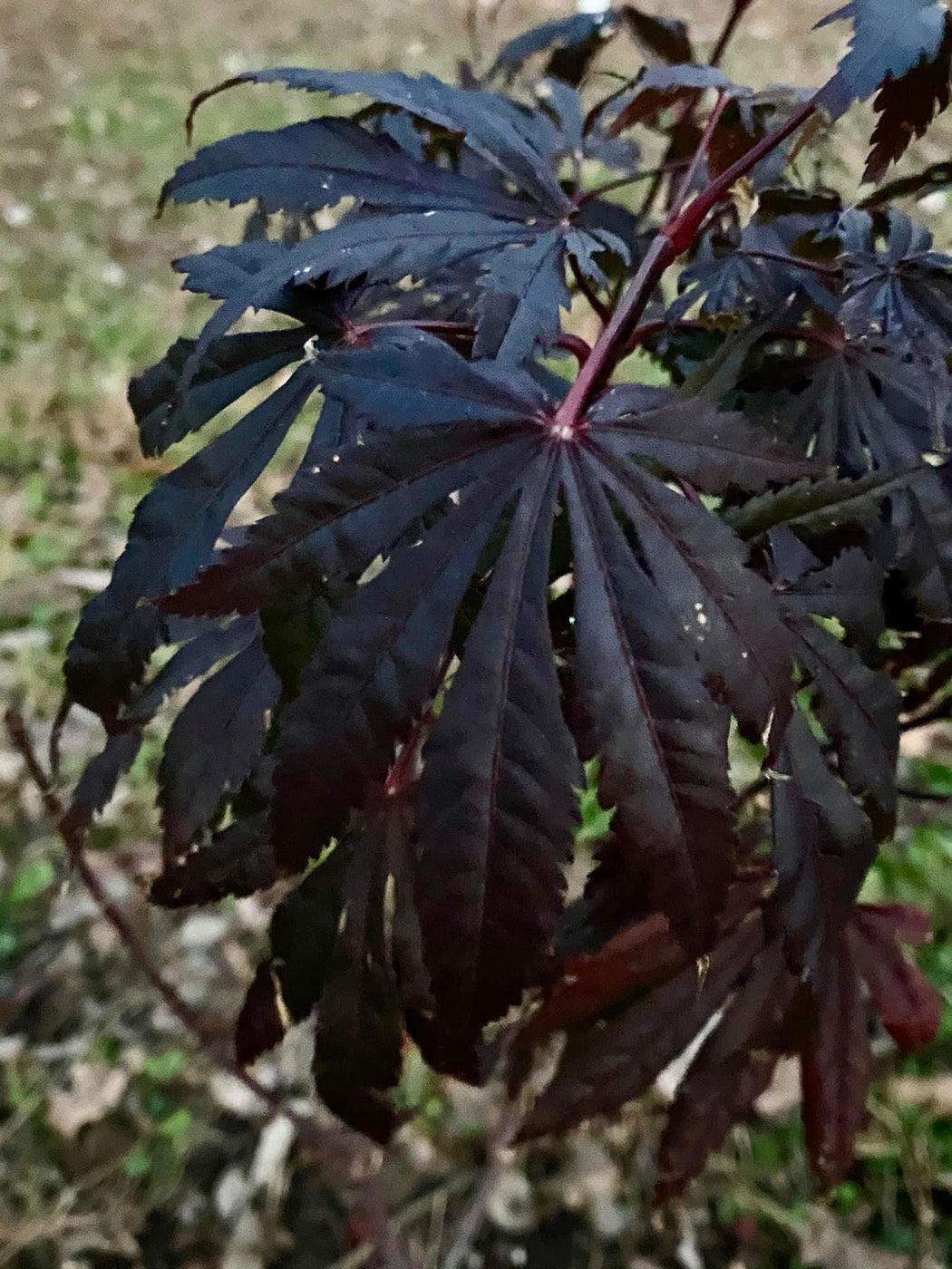 Acer Shirasawanum Purple Umbrella - View 8 from www redcrocus com
