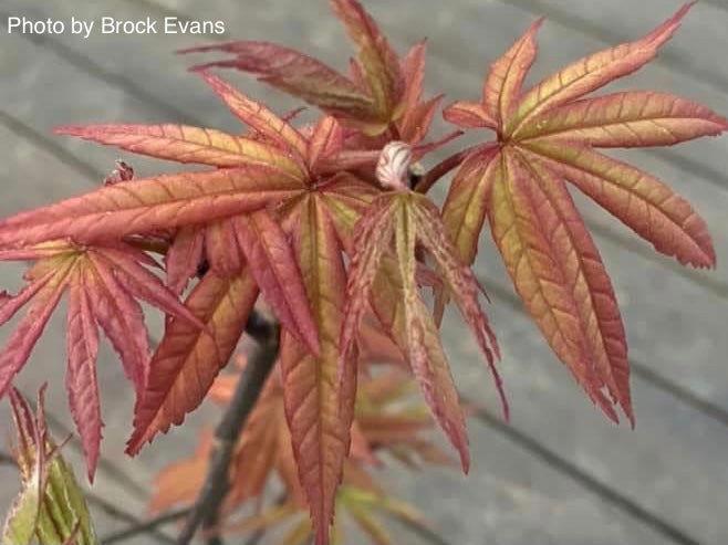 Acer Shirasawanum 'purple Umbrella' - View 12 from www redcrocus com