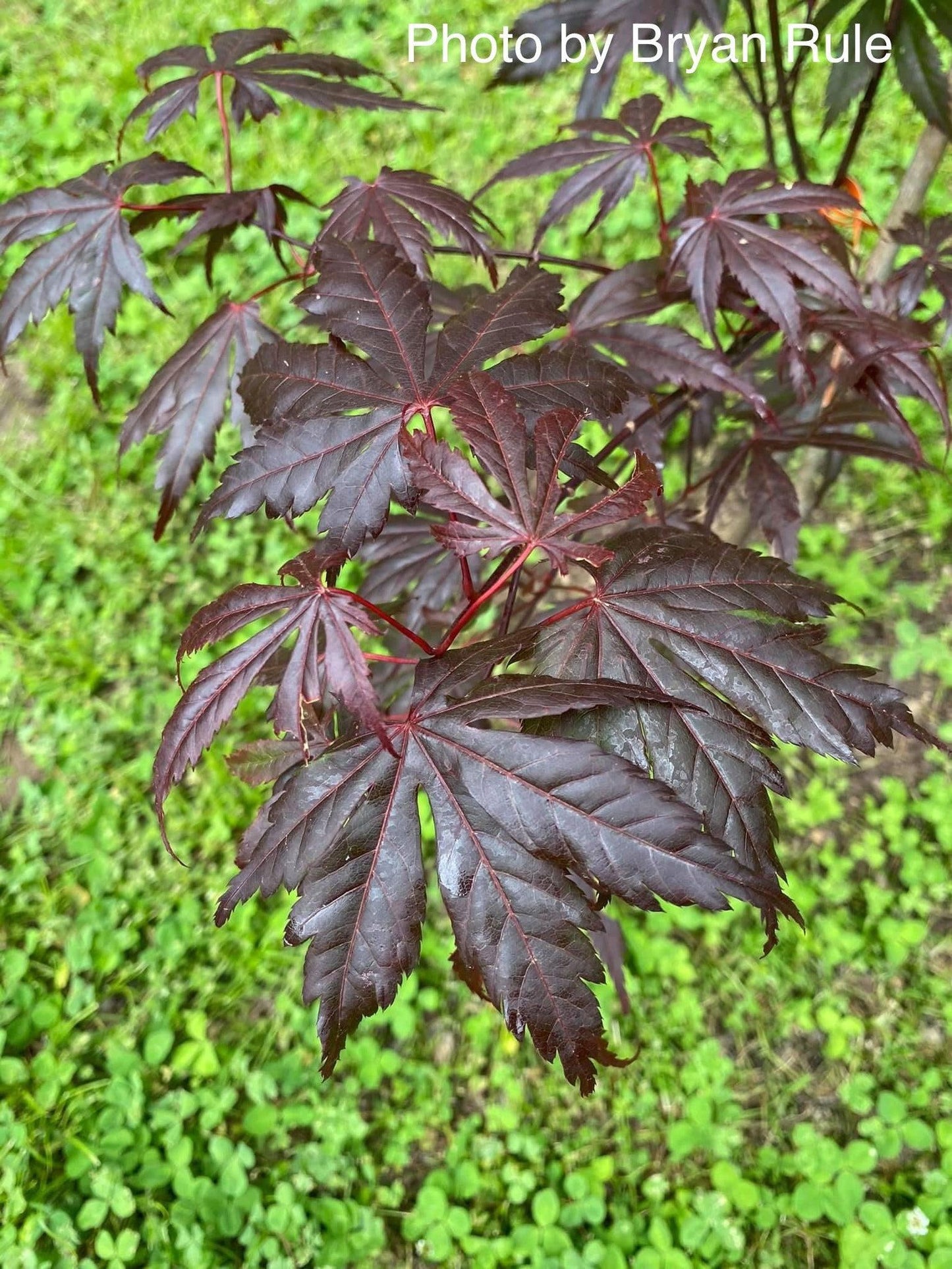 Acer Shirasawanum 'purple Umbrella' - View 3 from www redcrocus com
