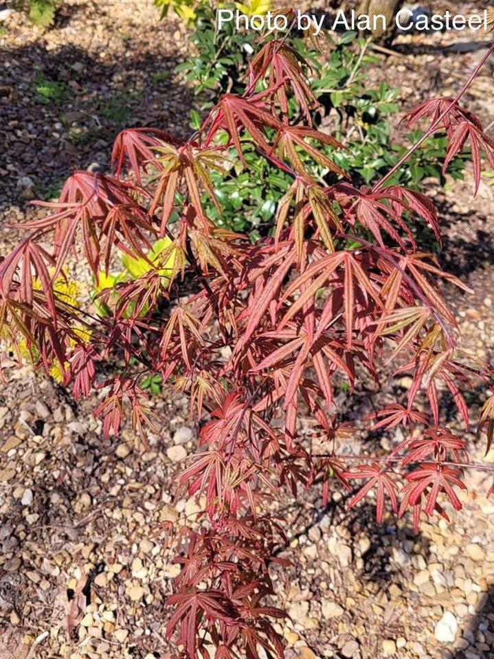 Acer Shirasawanum 'purple Umbrella' - View 6 from www redcrocus com