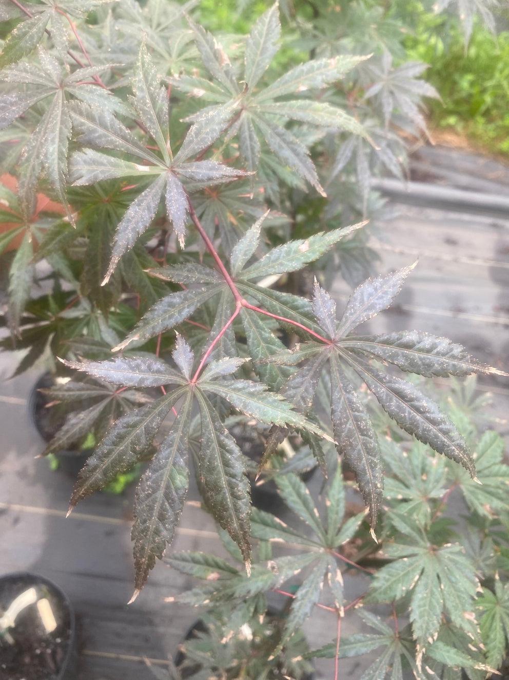 Acer Shirasawanum 'purple Umbrella' - View 8 from www redcrocus com
