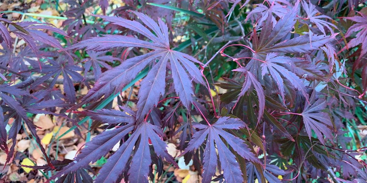 Acer Shirasawanum 'purple Umbrella' - View 9 from www redcrocus com