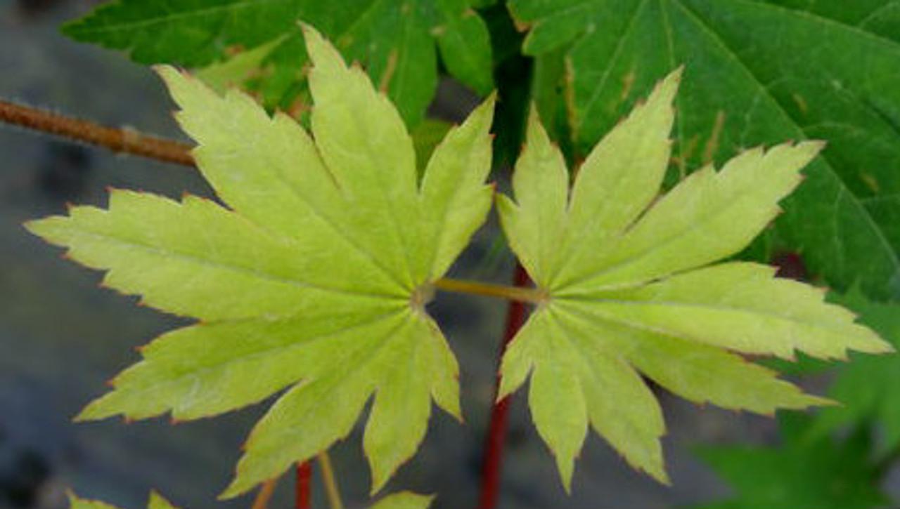 Acer Sieboldianum Seki No Kegon - View 10 from www redcrocus com