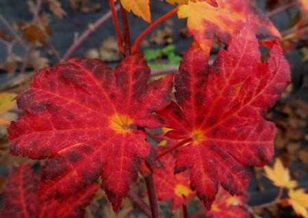 Acer Sieboldianum Seki No Kegon - View 11 from www redcrocus com
