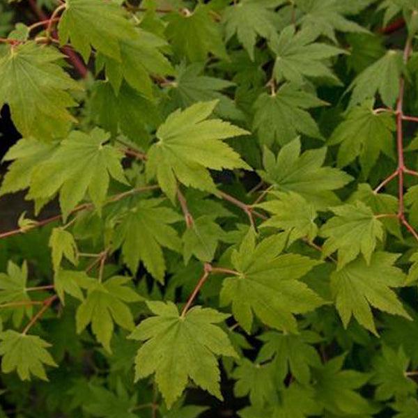 Acer Sieboldianum Seki No Kegon - View 12 from www redcrocus com