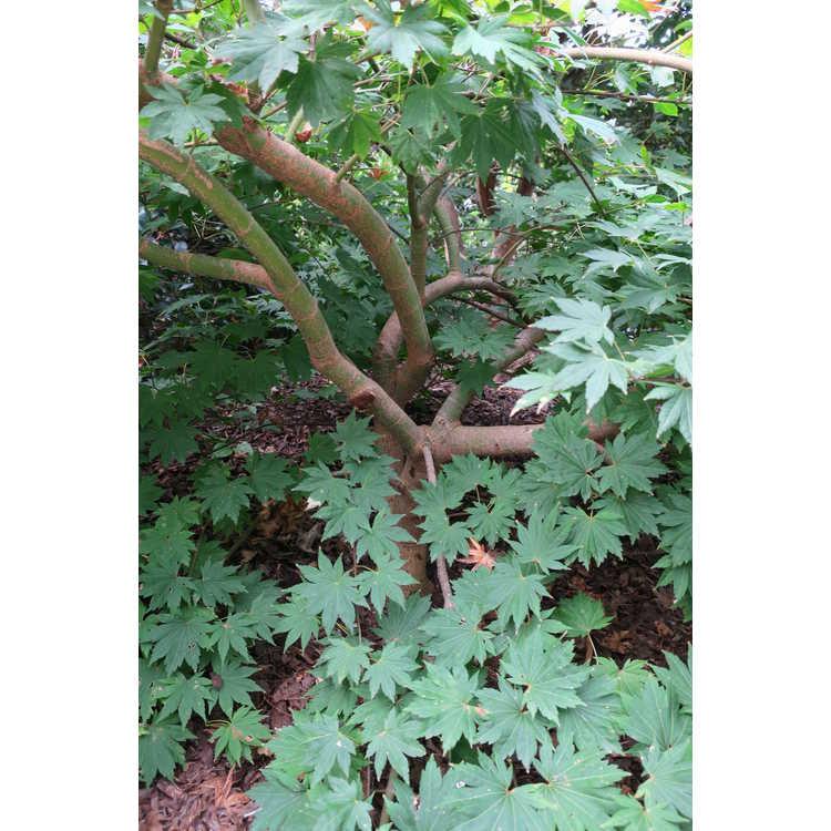 Acer Sieboldianum Seki No Kegon - View 14 from www redcrocus com