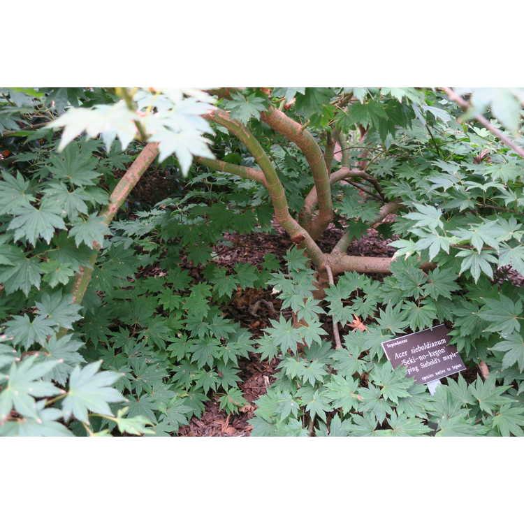 Acer Sieboldianum Seki No Kegon - View 15 from www redcrocus com