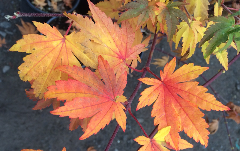 Acer Sieboldianum Seki No Kegon - View 16 from www redcrocus com