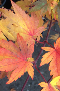 Acer Sieboldianum Seki No Kegon - View 17 from www redcrocus com