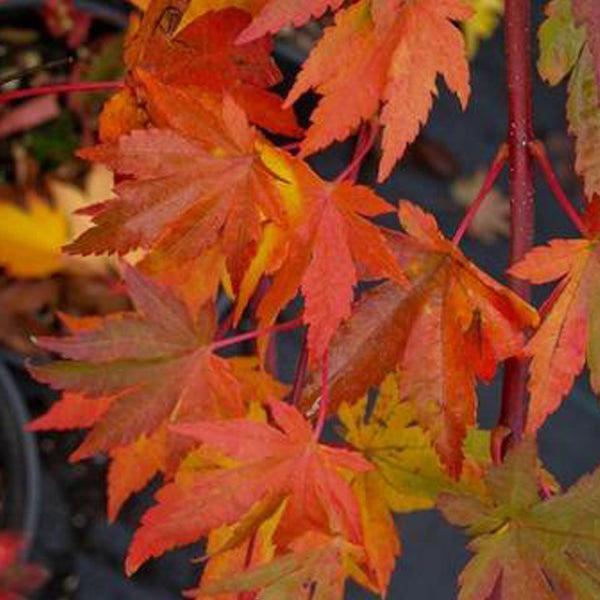 Acer Sieboldianum Seki No Kegon - View 18 from www redcrocus com