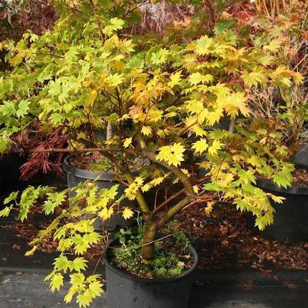Acer Sieboldianum Seki No Kegon - View 2 from www redcrocus com