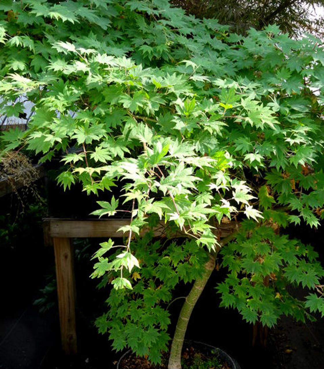 Acer Sieboldianum Seki No Kegon - View 4 from www redcrocus com