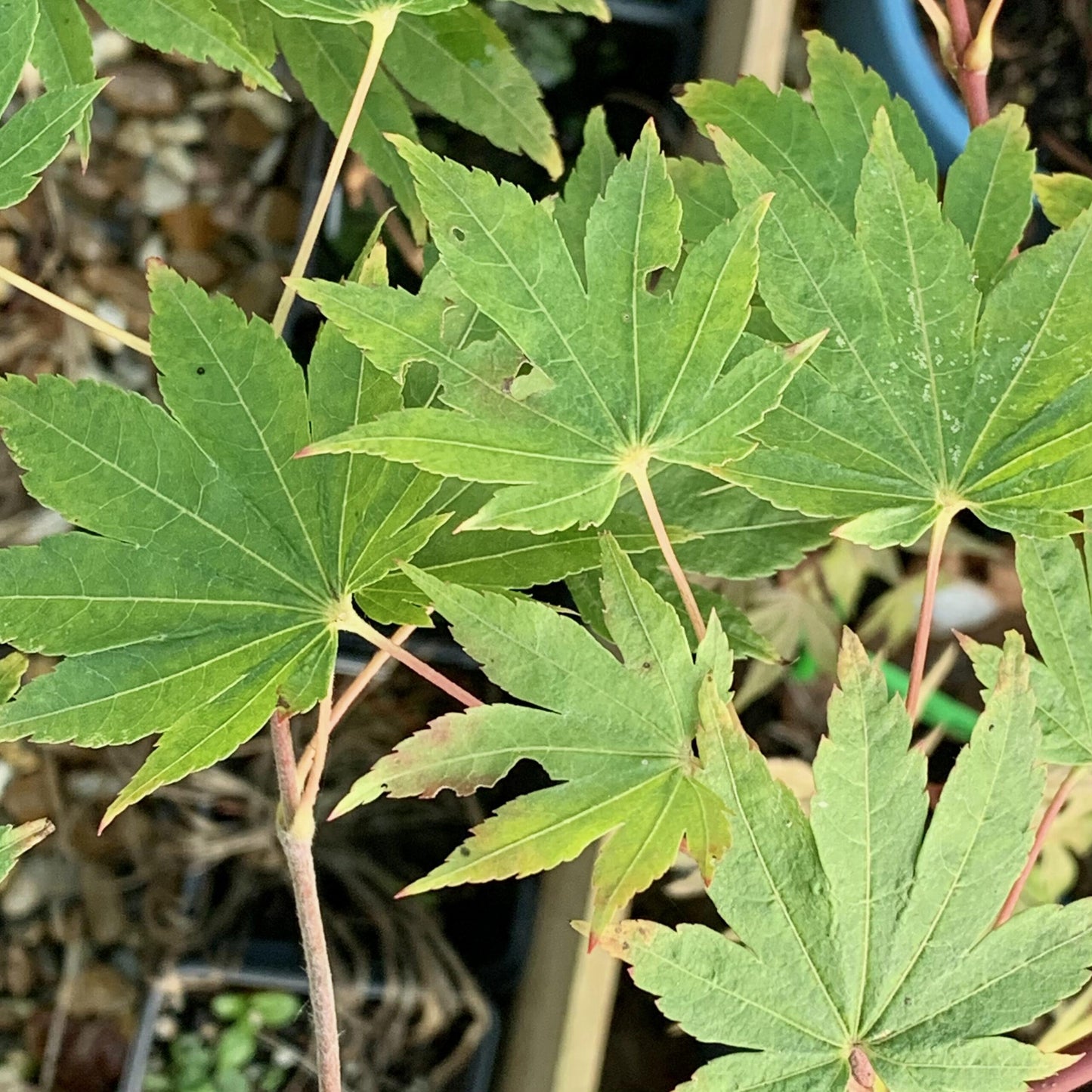Acer Sieboldianum Seki No Kegon - View 8 from www redcrocus com