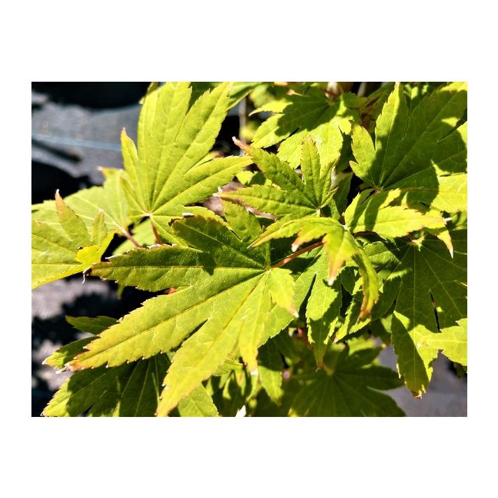 Acer Sieboldianum 'seki No Kegon' - View 11 from www redcrocus com