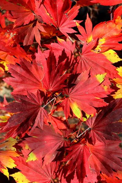 Acer Sieboldianum 'seki No Kegon' - View 14 from www redcrocus com