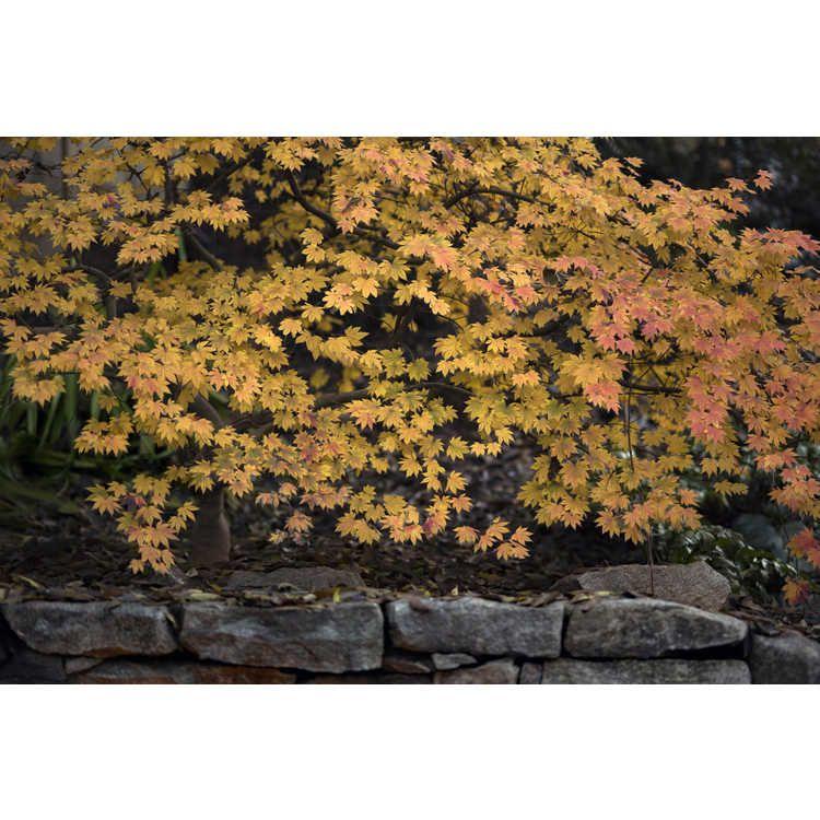 Acer Sieboldianum 'seki No Kegon' - View 15 from www redcrocus com
