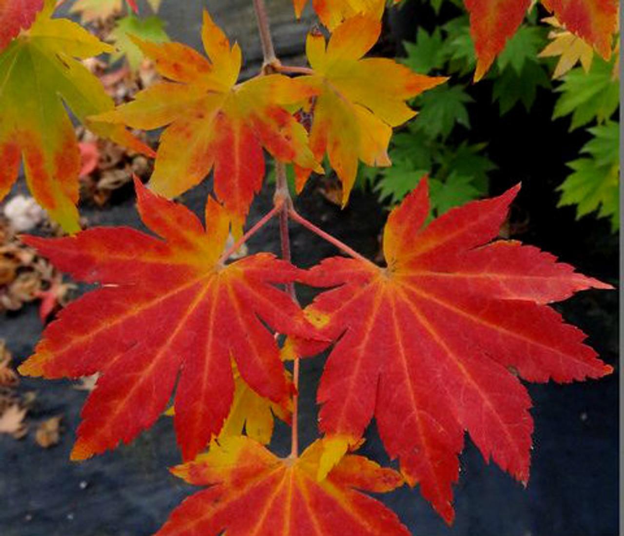 Acer Sieboldianum 'seki No Kegon' - View 1 from www redcrocus com