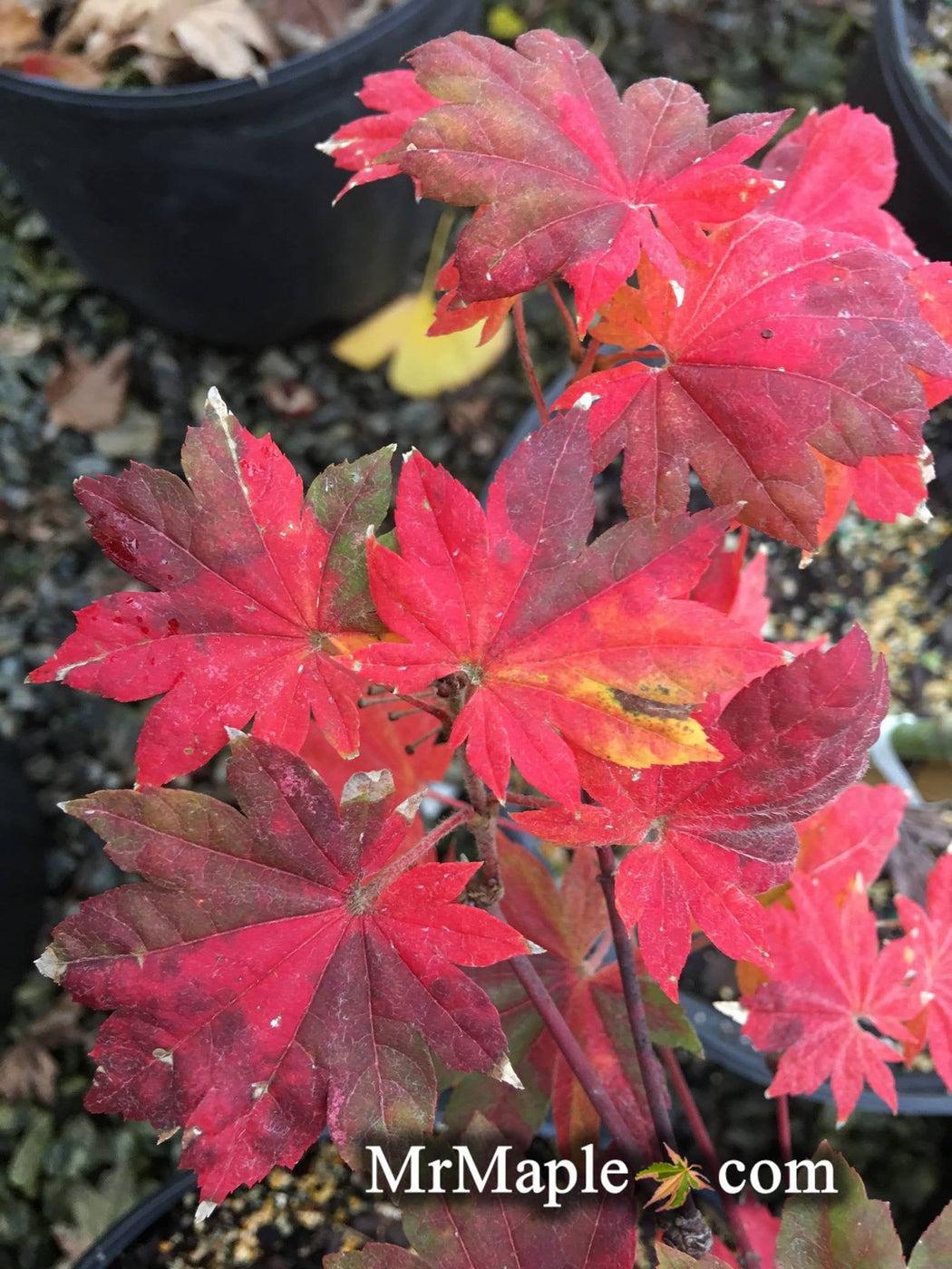 Acer Sieboldianum 'seki No Kegon' - View 6 from www redcrocus com