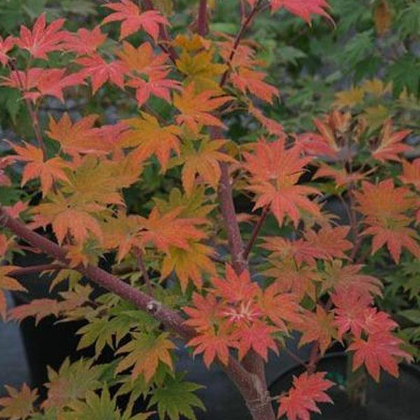 Acer Sieboldianum 'seki No Kegon' - View 8 from www redcrocus com