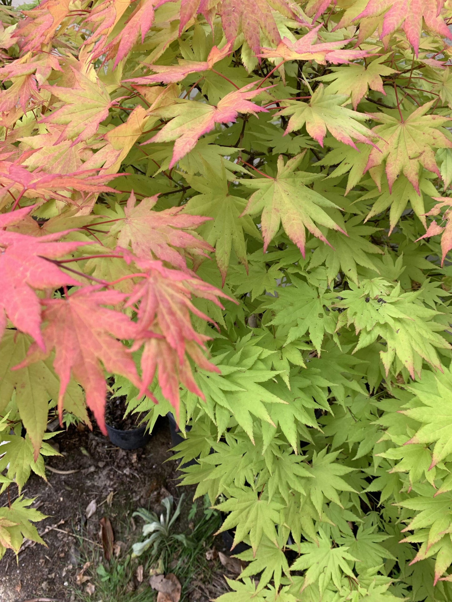 Acer Shirasawanum Autumn Moon - View 10 from www redcrocus com
