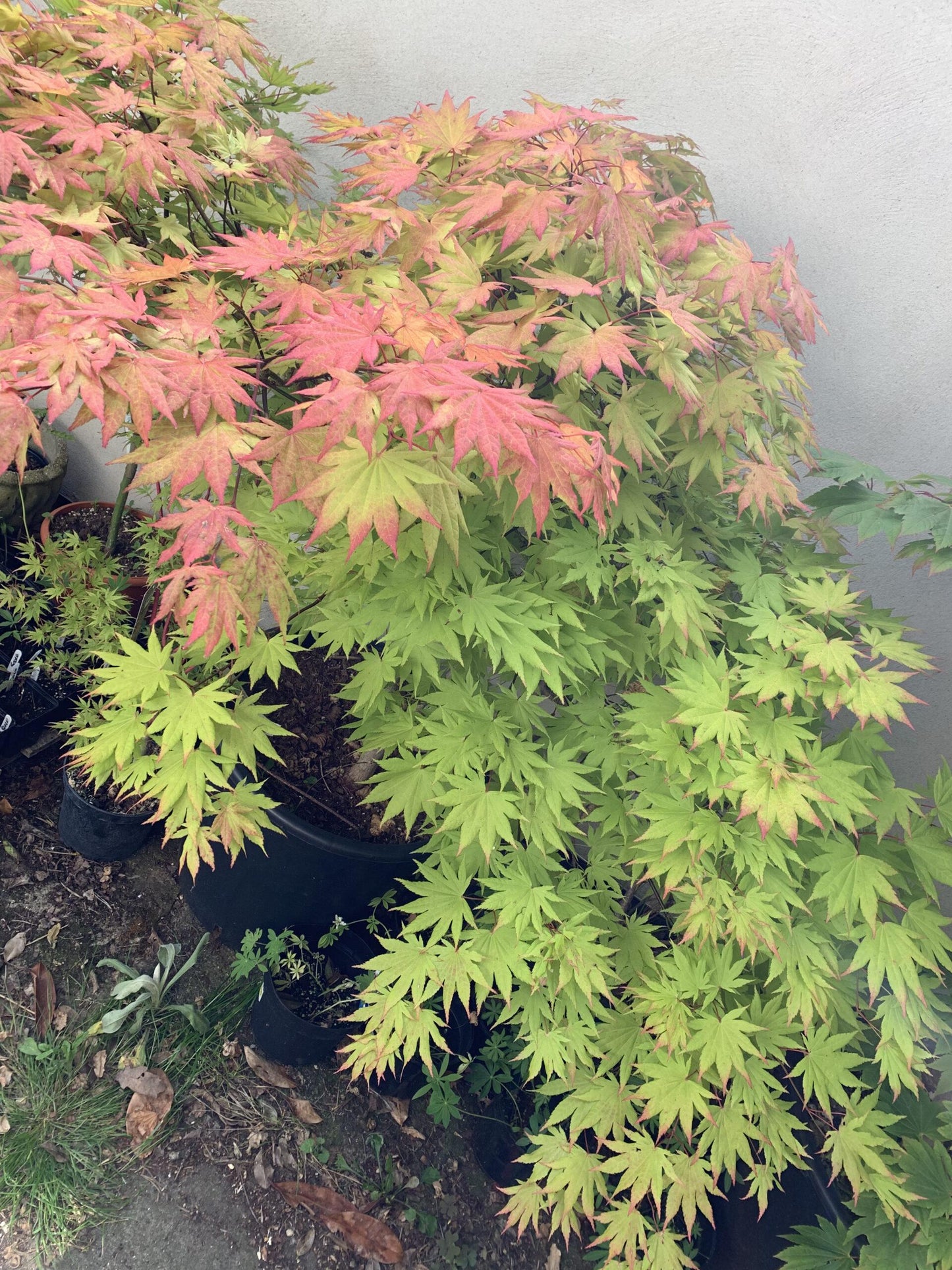 Acer Shirasawanum Autumn Moon - View 11 from www redcrocus com