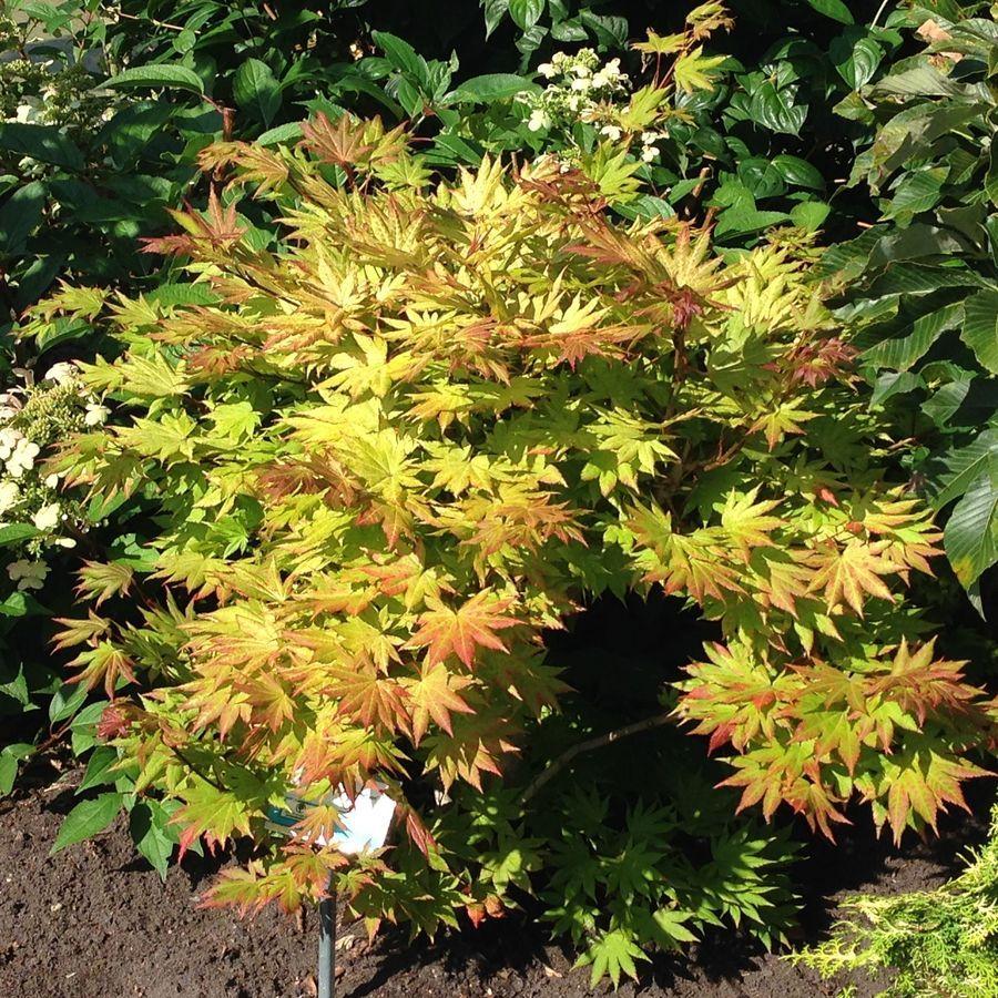 Acer Shirasawanum Autumn Moon - View 12 from www redcrocus com