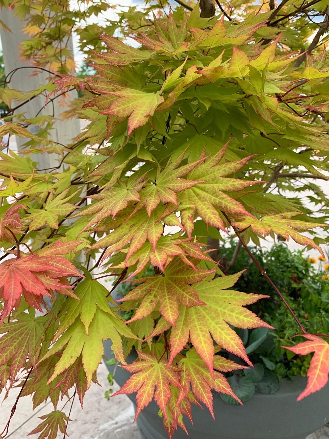 Acer Shirasawanum Autumn Moon - View 13 from www redcrocus com