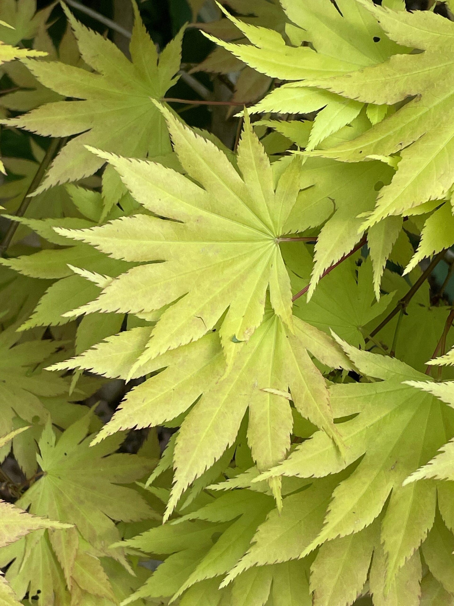 Acer Shirasawanum Autumn Moon - View 14 from www redcrocus com