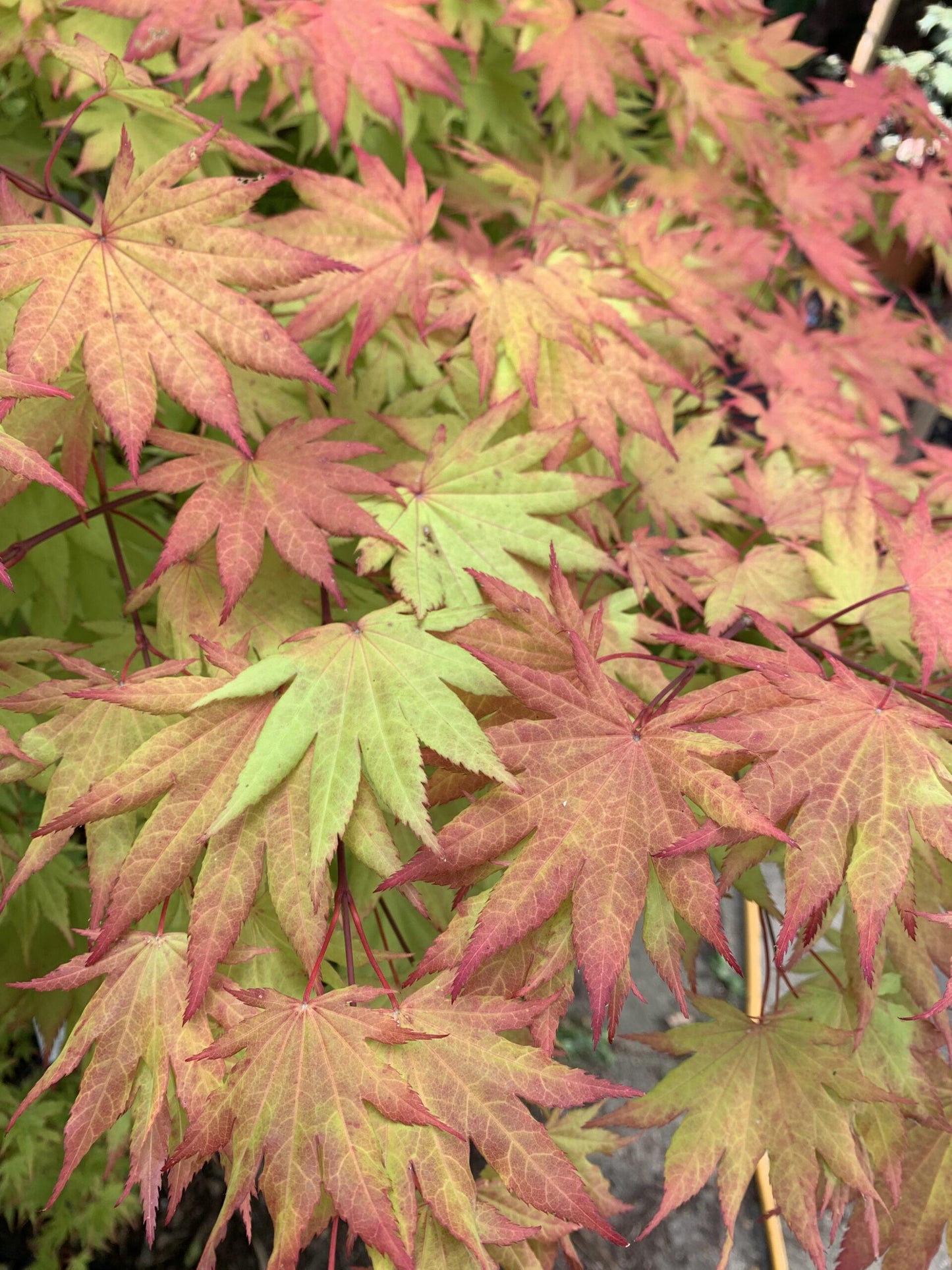 Acer Shirasawanum Autumn Moon - View 16 from www redcrocus com