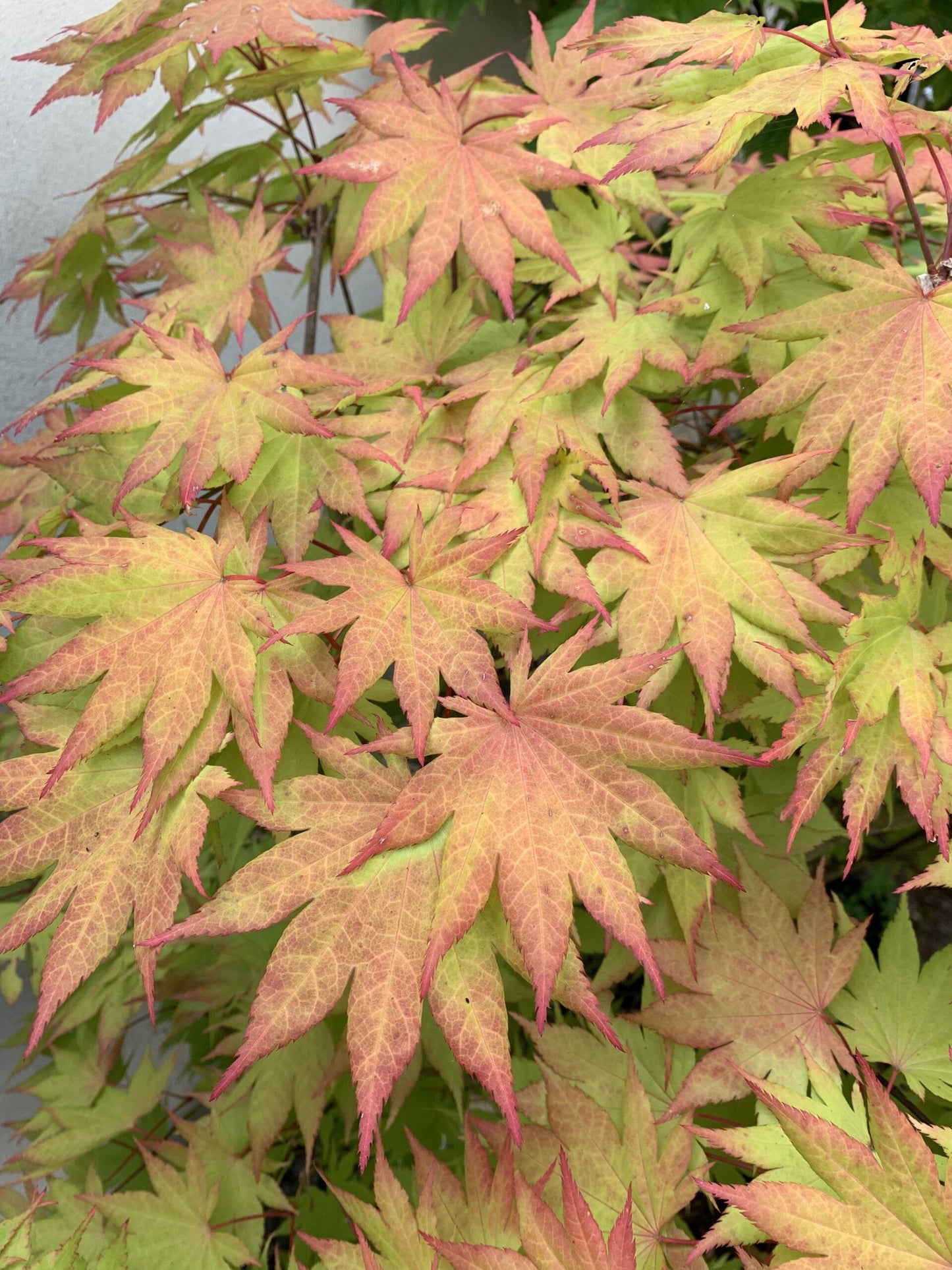 Acer Shirasawanum Autumn Moon - View 17 from www redcrocus com