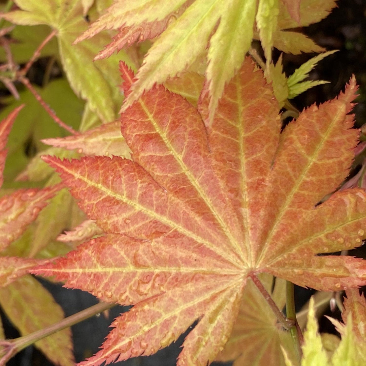 Acer Shirasawanum Autumn Moon - View 20 from www redcrocus com