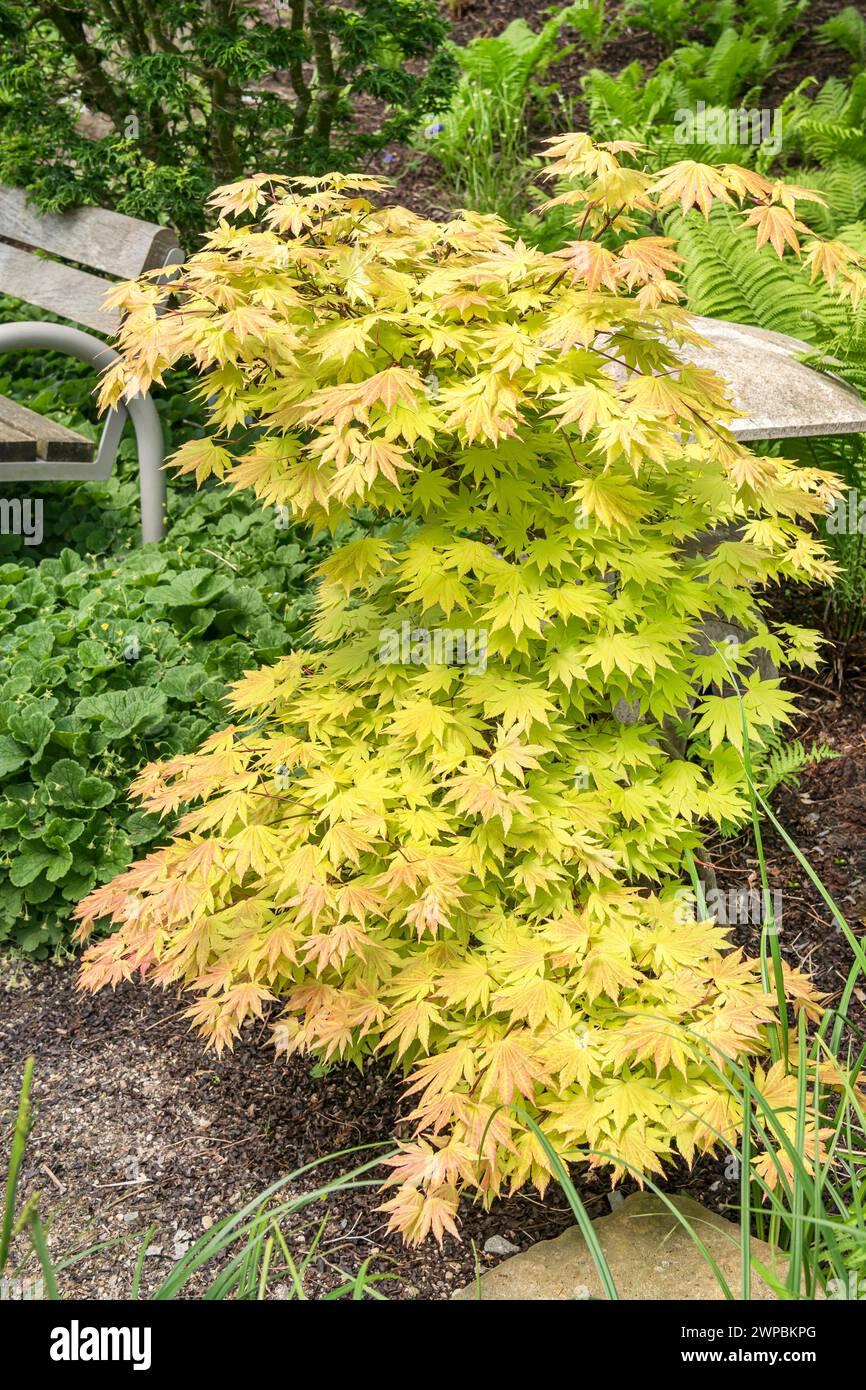 Acer Shirasawanum Autumn Moon - View 6 from www redcrocus com