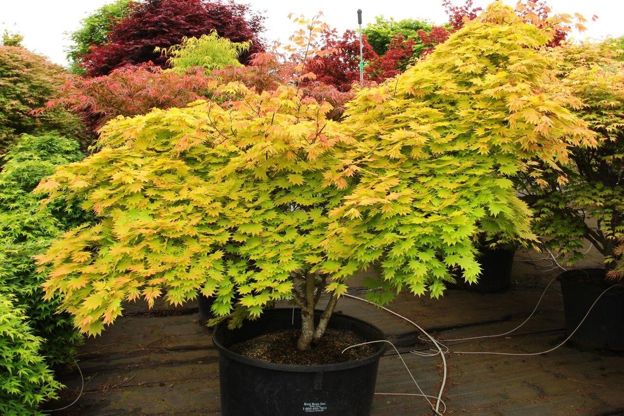 Acer Shirasawanum Autumn Moon - View 8 from www redcrocus com