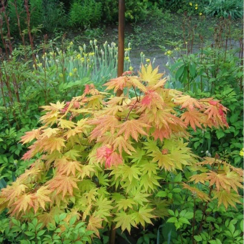 Acer Shirasawanum 'autumn Moon' - View 11 from www redcrocus com
