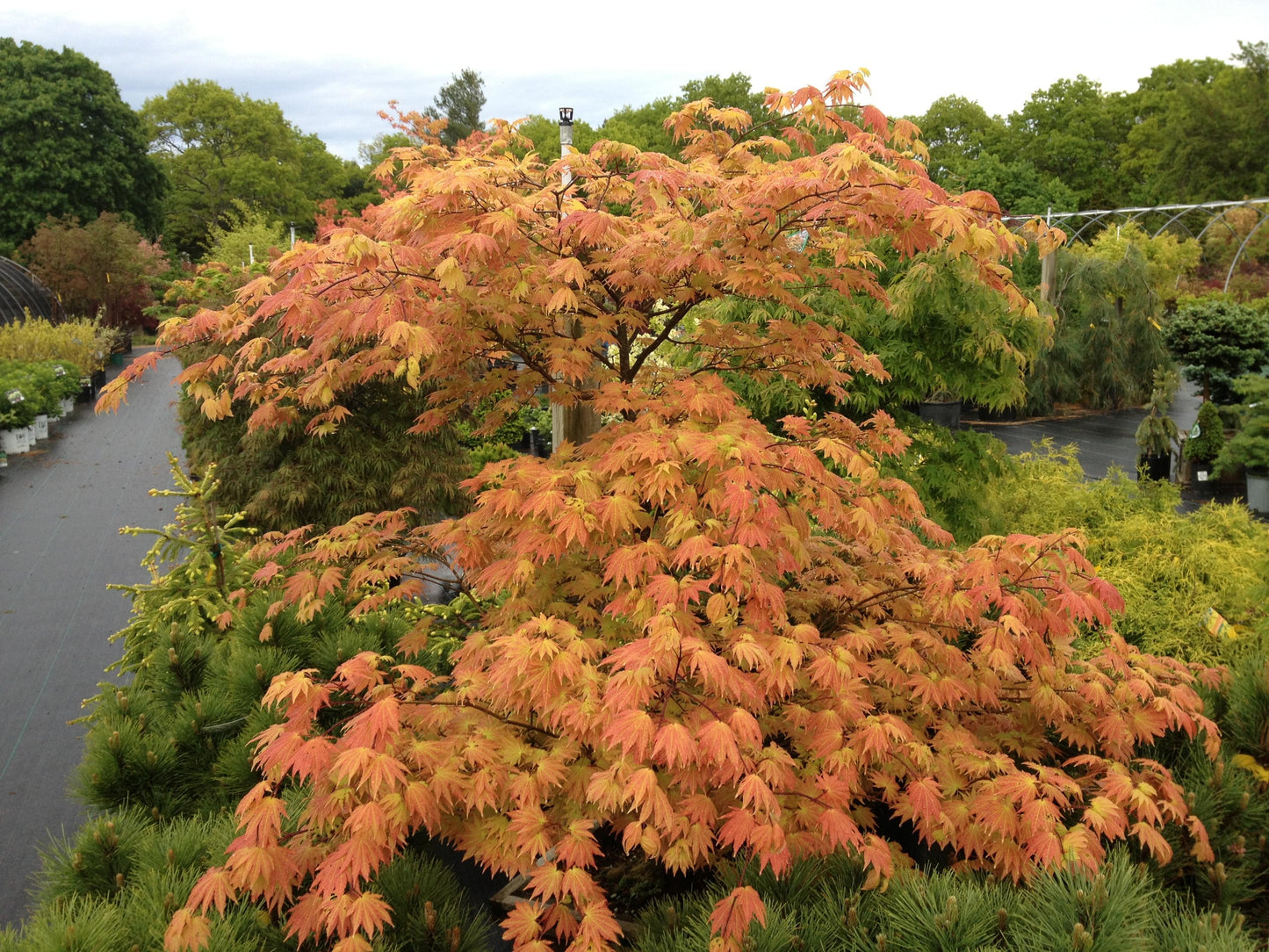 Acer Shirasawanum 'autumn Moon' - View 12 from www redcrocus com