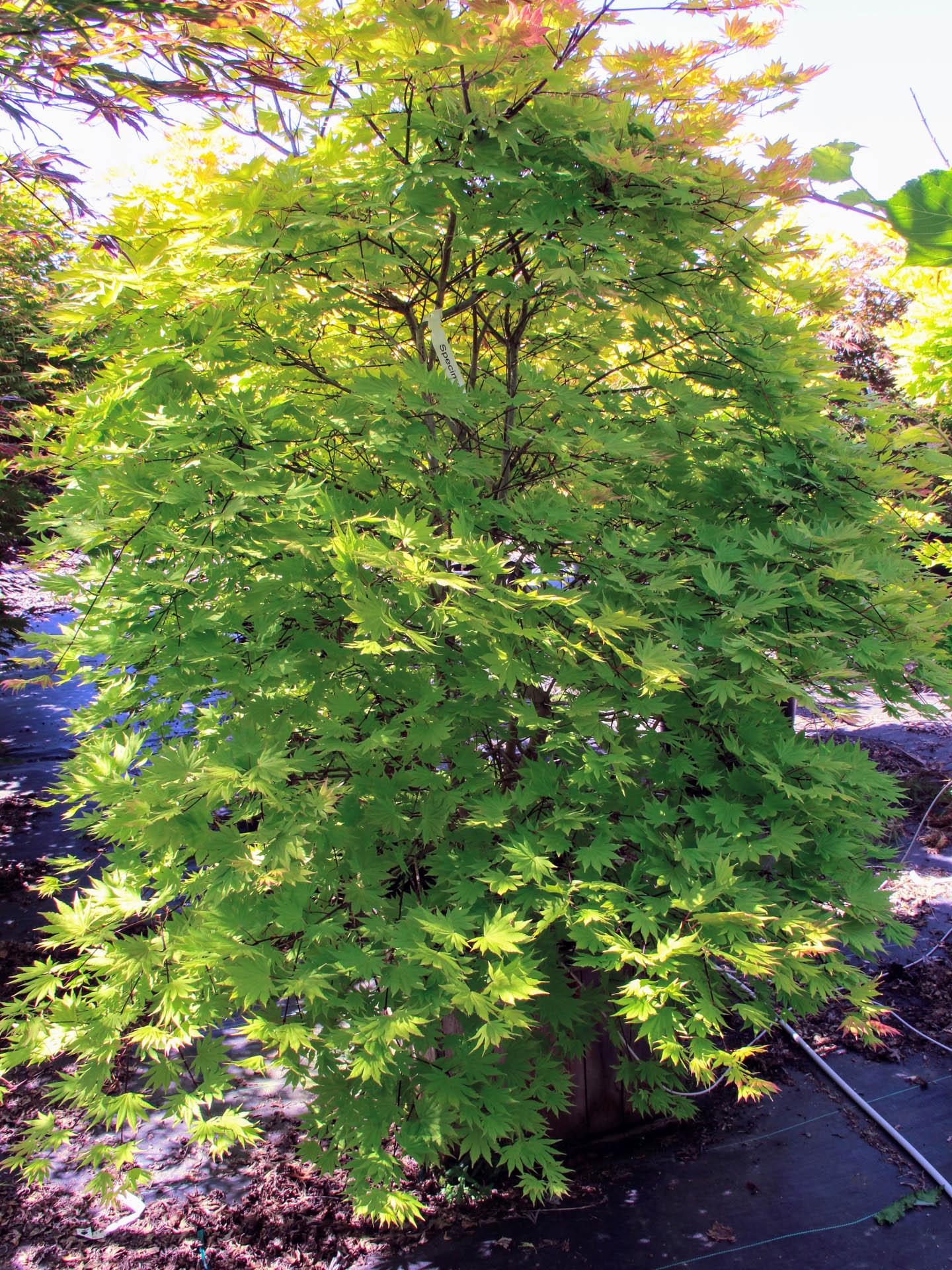 Acer Shirasawanum 'autumn Moon' - View 16 from www redcrocus com
