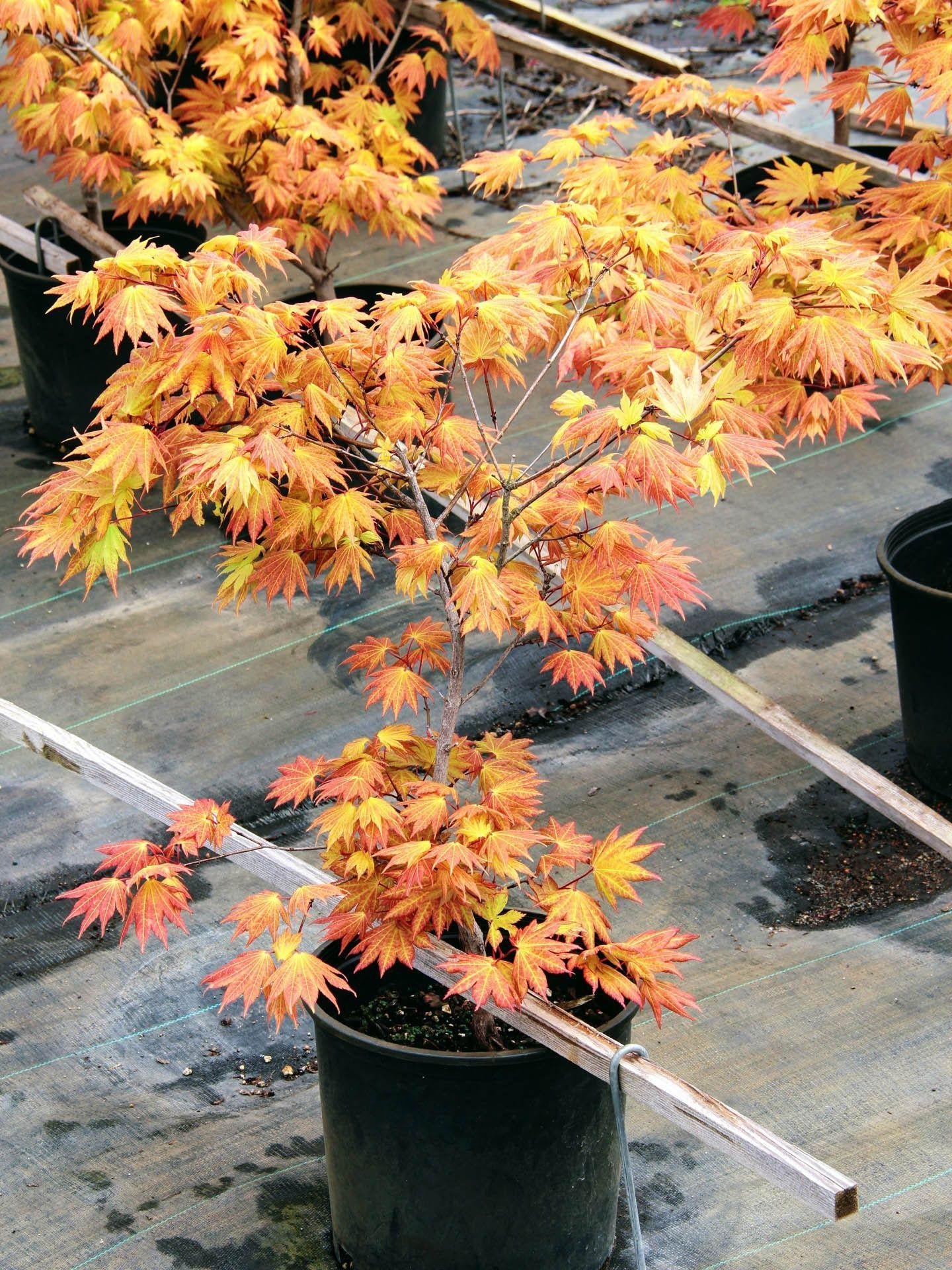 Acer Shirasawanum 'autumn Moon' - View 17 from www redcrocus com