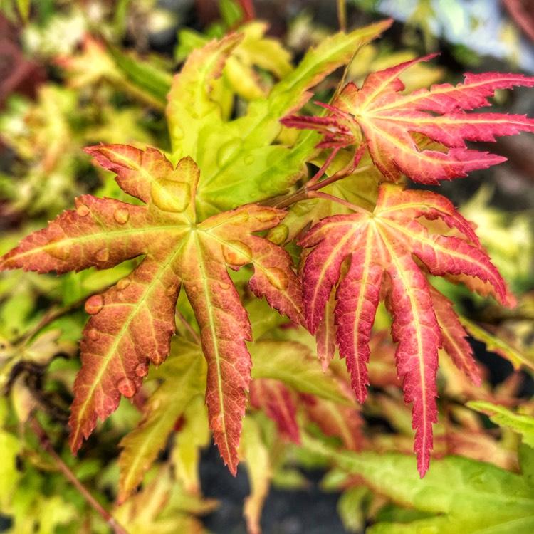 Acer Shirasawanum 'autumn Moon' - View 18 from www redcrocus com