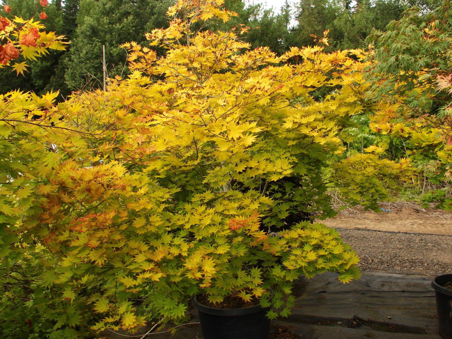 Acer Shirasawanum 'autumn Moon' - View 19 from www redcrocus com