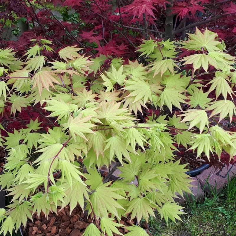 Acer Shirasawanum 'autumn Moon' - View 2 from www redcrocus com