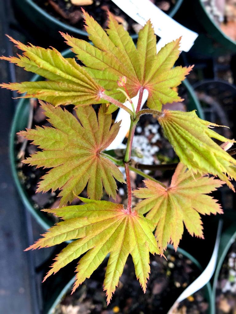 Acer Shirasawanum 'autumn Moon' - View 4 from www redcrocus com