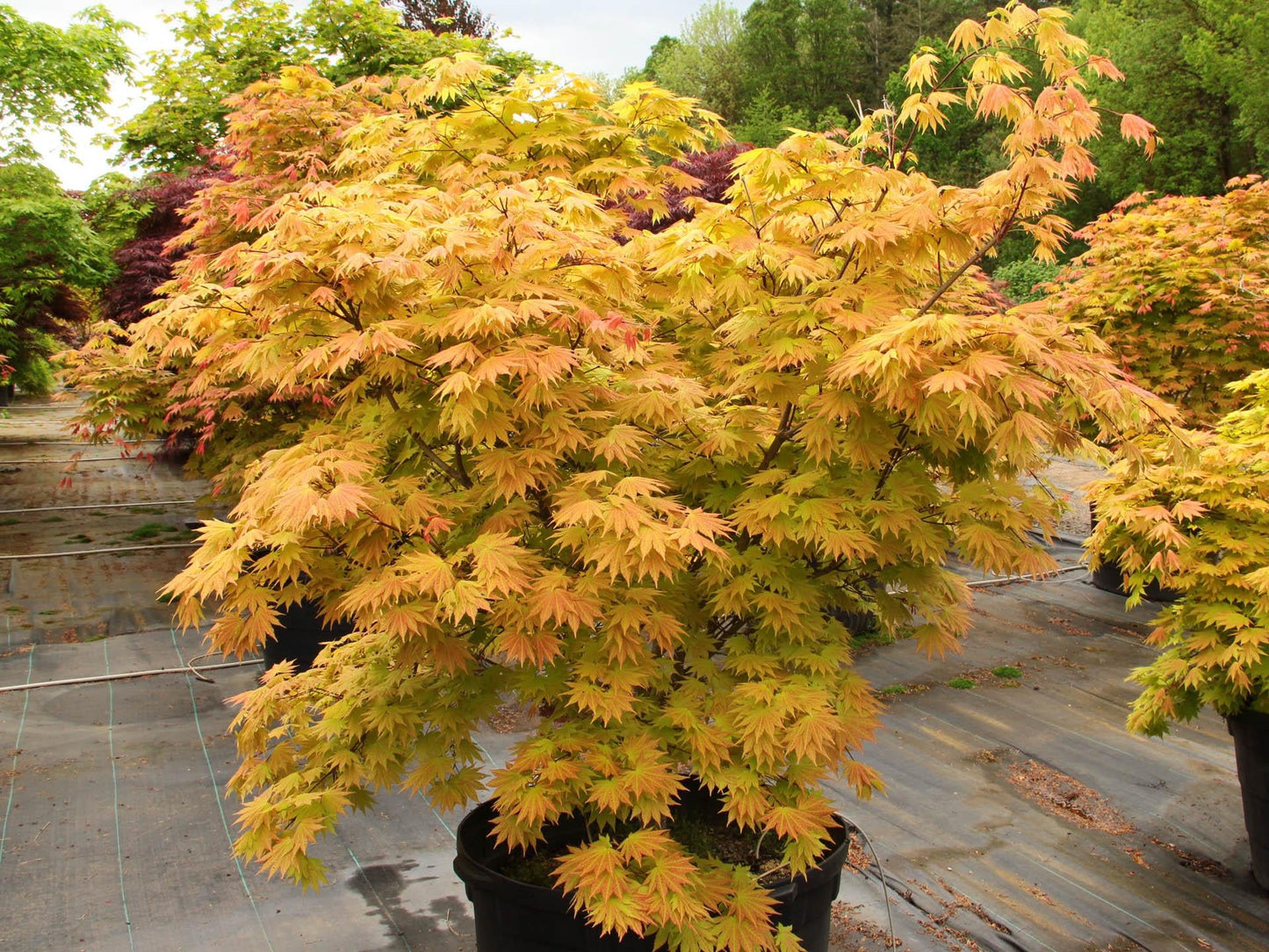 Acer Shirasawanum 'autumn Moon' - View 5 from www redcrocus com