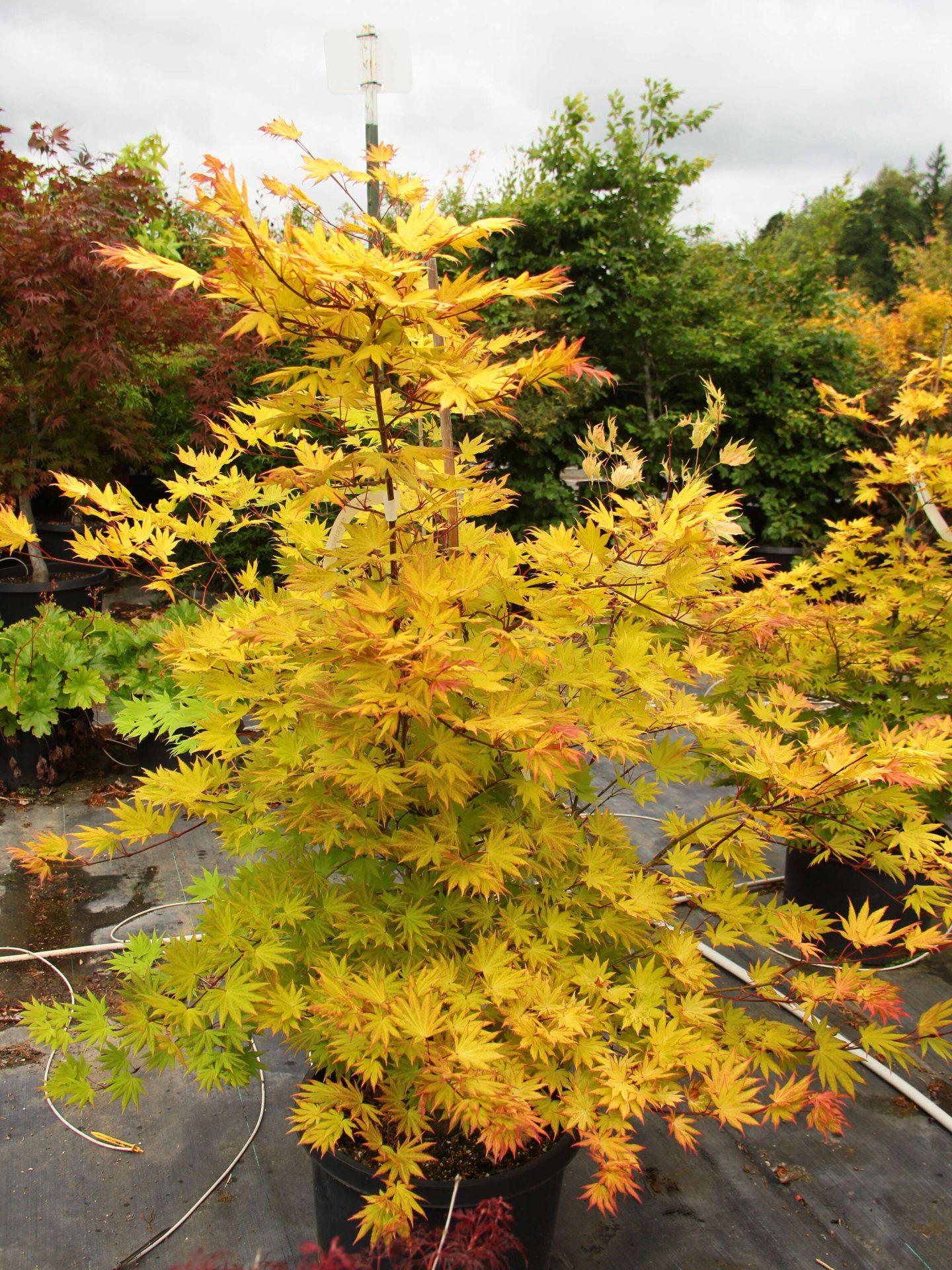 Acer Shirasawanum 'autumn Moon' - View 6 from www redcrocus com