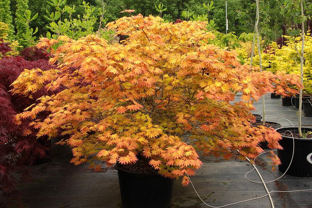 Acer Shirasawanum 'autumn Moon' - View 8 from www redcrocus com