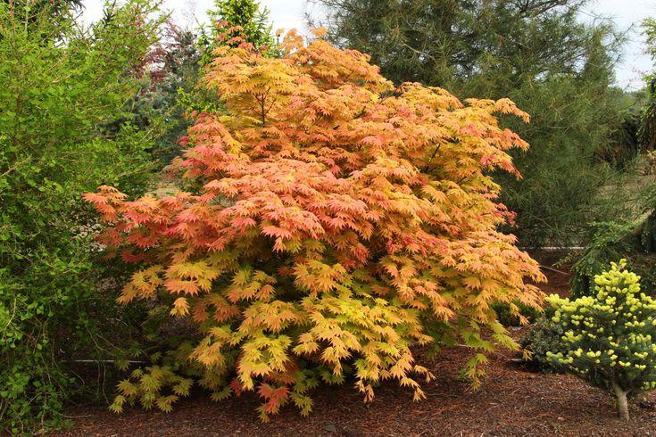 Acer Shirasawanum 'autumn Moon' - View 9 from www redcrocus com