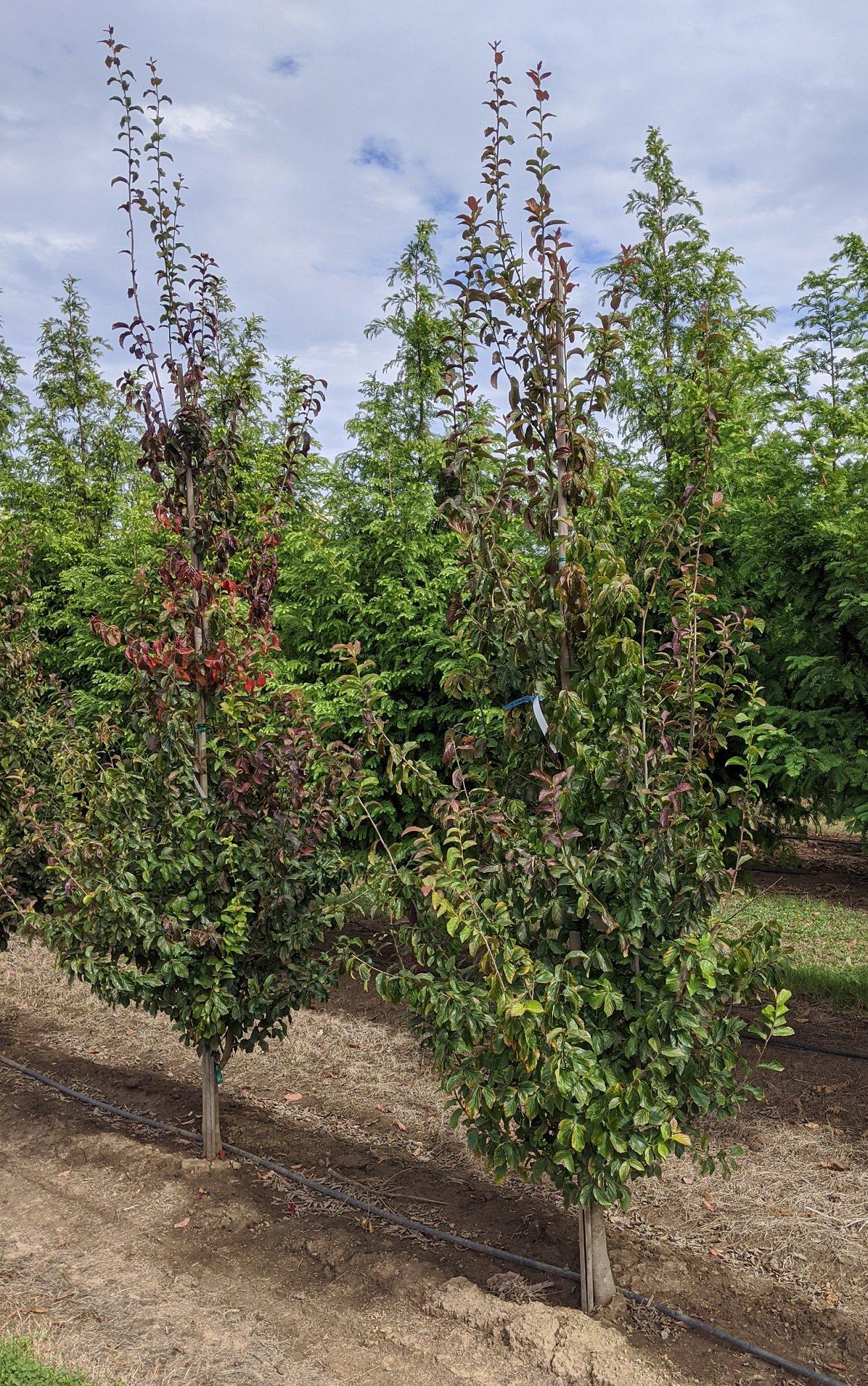 Parrotia Persica Persian Spire - View 10 from www redcrocus com