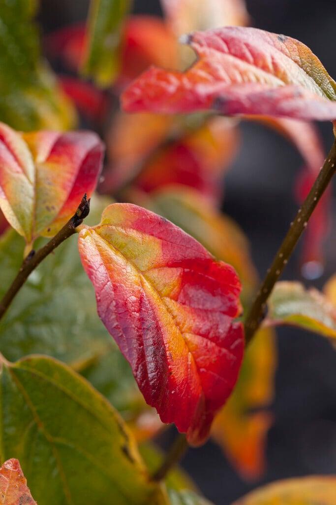 Parrotia Persica Persian Spire - View 11 from www redcrocus com