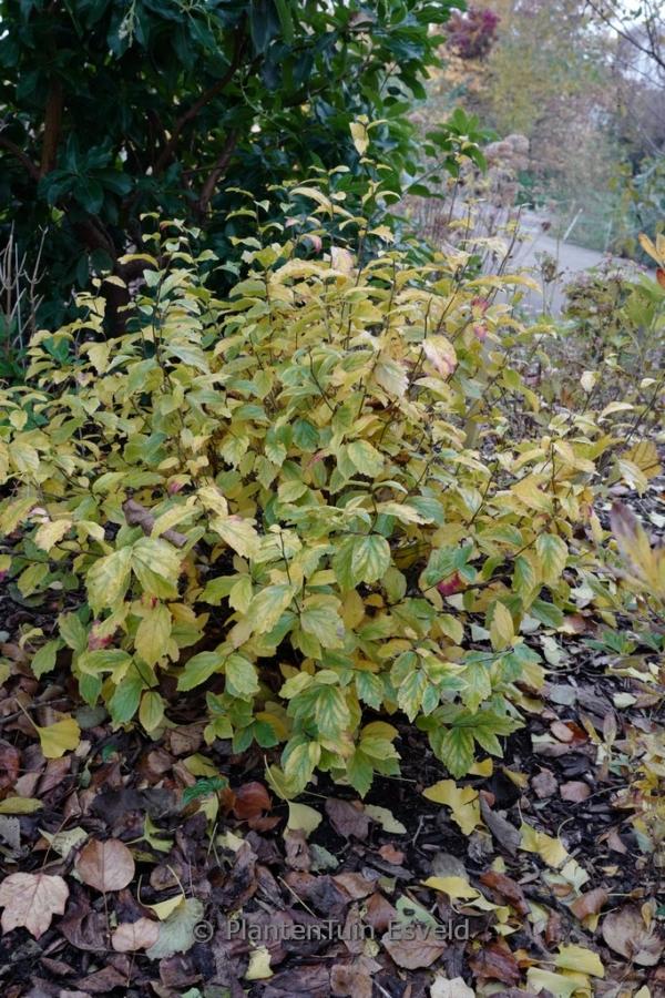 Parrotia Persica Persian Spire - View 12 from www redcrocus com