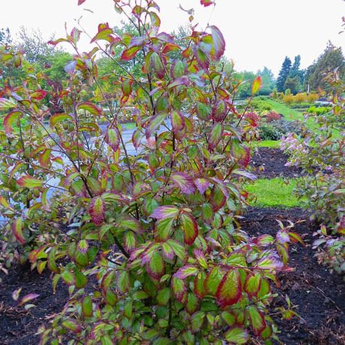 Parrotia Persica Persian Spire - View 13 from www redcrocus com