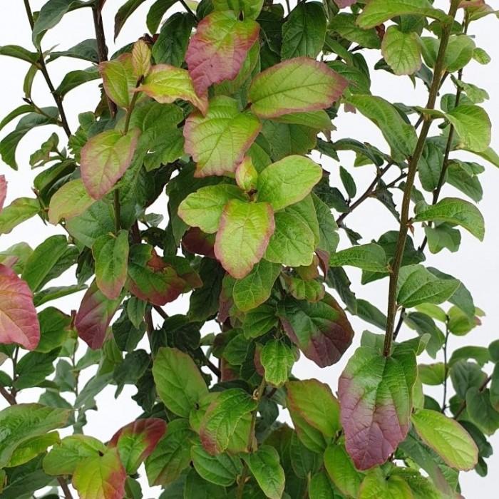 Parrotia Persica Persian Spire - View 14 from www redcrocus com